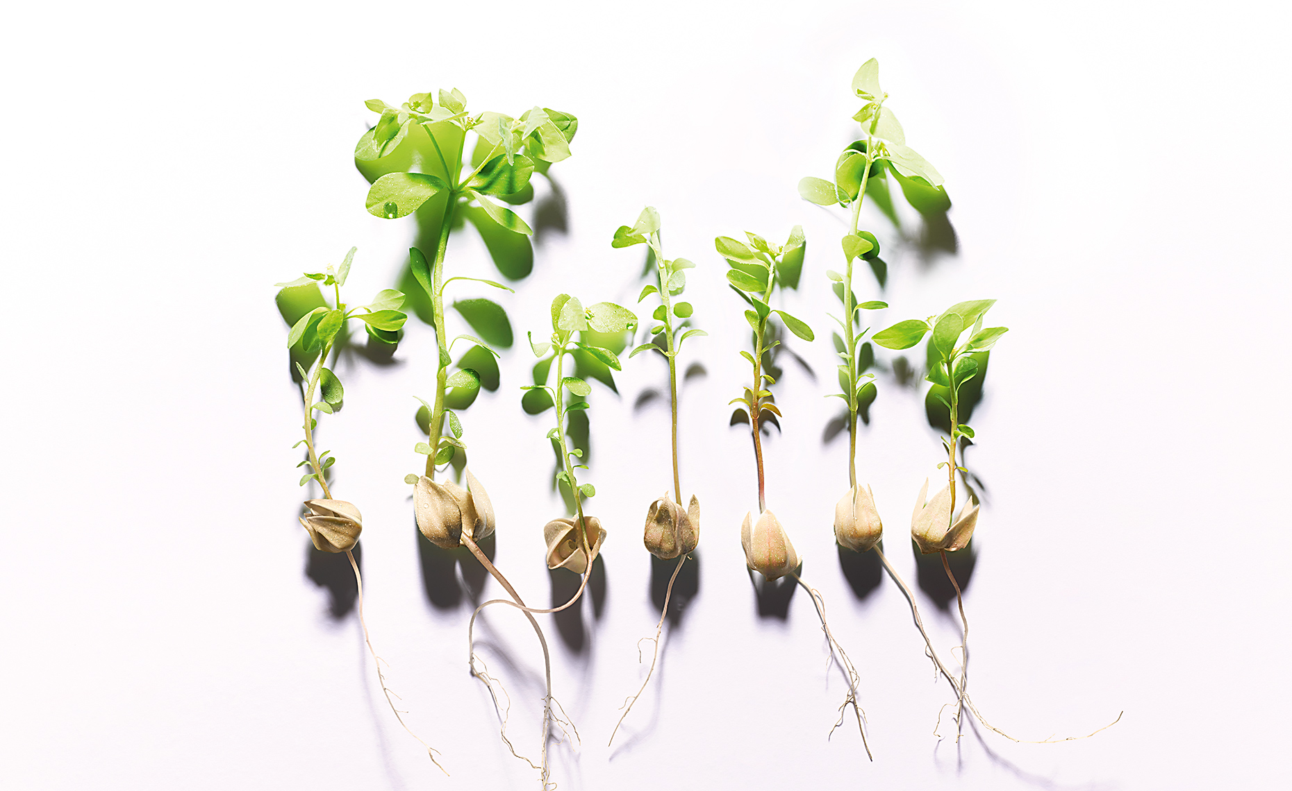 GERMINAISON_1440_1860_1140