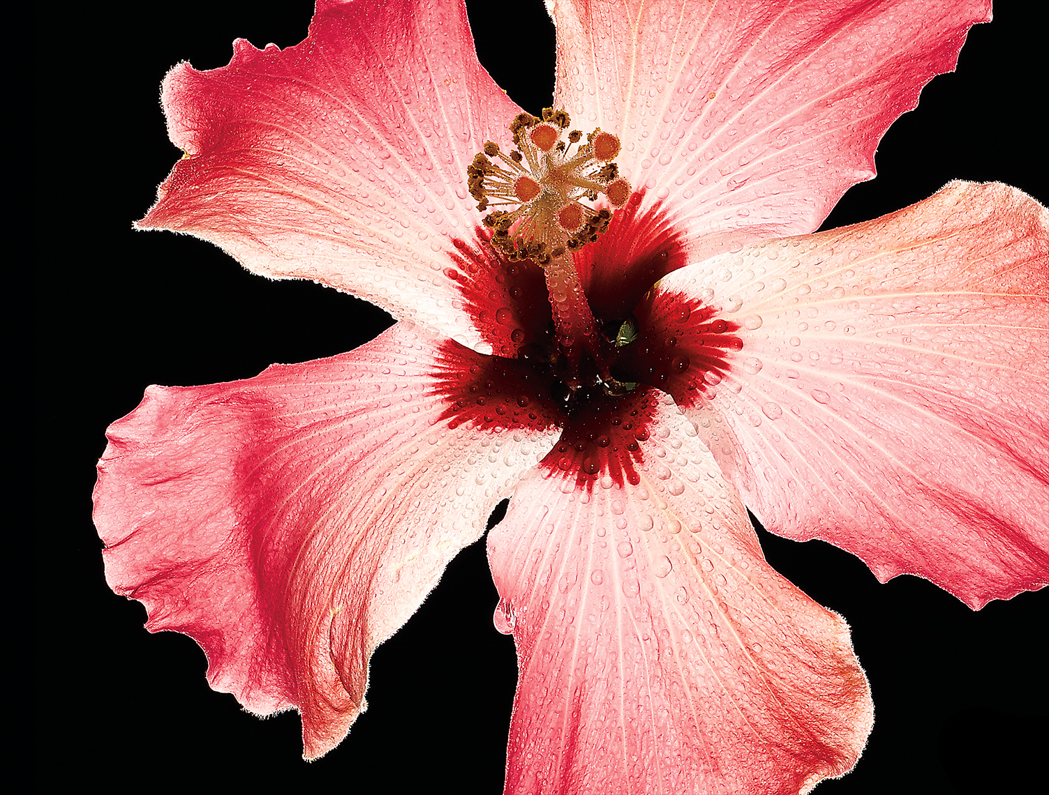 hibiscus_1074-80_CR_1860x1140_b